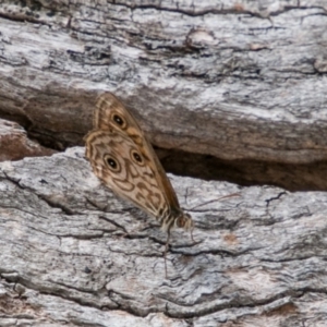 Geitoneura acantha at Rendezvous Creek, ACT - 6 Feb 2018 02:18 PM