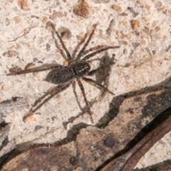 Pisauridae sp. (family) (TBC) at Rendezvous Creek, ACT - 6 Feb 2018 by SWishart