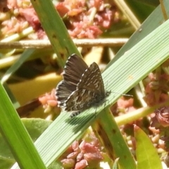 Theclinesthes serpentata (Saltbush Blue) at Fyshwick, ACT - 31 Mar 2018 by Christine