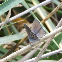 Theclinesthes serpentata at Fyshwick, ACT - 31 Mar 2018