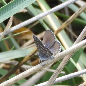 Theclinesthes serpentata at Fyshwick, ACT - 31 Mar 2018