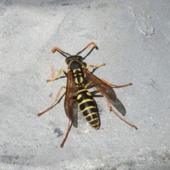 Polistes (Polistes) chinensis (Asian paper wasp) at Jerrabomberra Wetlands - 31 Mar 2018 by Christine