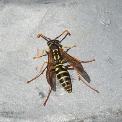 Polistes (Polistes) chinensis (Asian paper wasp) at Jerrabomberra Wetlands - 31 Mar 2018 by Christine