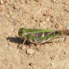 Gastrimargus musicus (Yellow-winged Locust or Grasshopper) at Fyshwick, ACT - 31 Mar 2018 by Christine