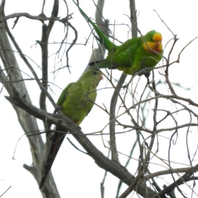 Polytelis swainsonii (Superb Parrot) at Forde, ACT - 26 Mar 2018 by Christine