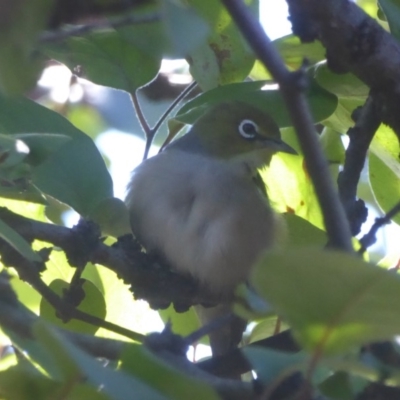 Zosterops lateralis (Silvereye) at Flynn, ACT - 27 Mar 2018 by Christine