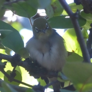 Zosterops lateralis at Flynn, ACT - 27 Mar 2018 02:43 PM