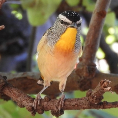 Pardalotus punctatus (Spotted Pardalote) at Flynn, ACT - 27 Mar 2018 by Christine