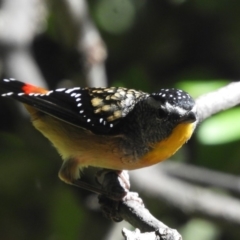 Pardalotus punctatus at Flynn, ACT - 28 Mar 2018