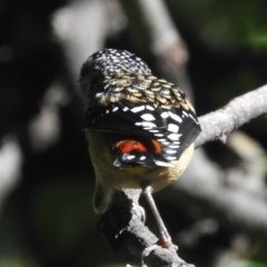 Pardalotus punctatus at Flynn, ACT - 28 Mar 2018 10:45 AM