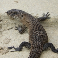 Egernia cunninghami (Cunningham's Skink) at Goulburn Wetlands - 20 Mar 2018 by Christine