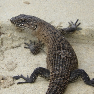 Egernia cunninghami (Cunningham's Skink) at Goulburn, NSW - 20 Mar 2018 by Christine