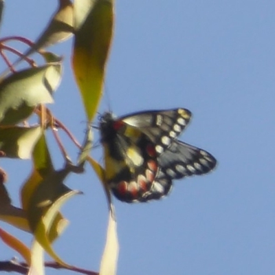 Delias aganippe (Spotted Jezebel) at Majura, ACT - 26 Mar 2018 by Christine