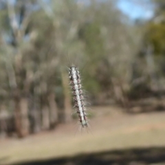 Anestia (genus) (A tiger moth) at Mount Majura - 26 Mar 2018 by Christine