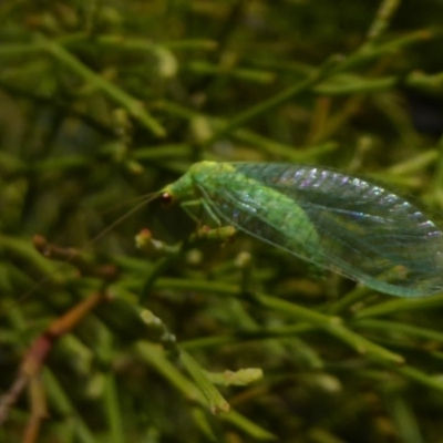 Mallada traviatus (Goldeneye Lacewing) at Mount Majura - 27 Mar 2018 by Christine