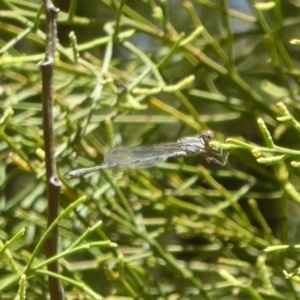 Austrolestes analis at Majura, ACT - 27 Mar 2018