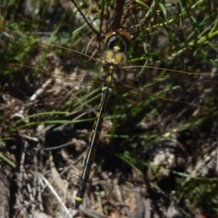 Hemicordulia tau (Tau Emerald) at Canberra Central, ACT - 27 Mar 2018 by Christine