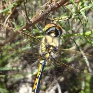 Hemicordulia tau at Canberra Central, ACT - 27 Mar 2018