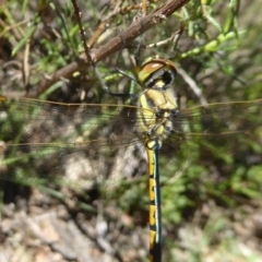 Hemicordulia tau at Canberra Central, ACT - 27 Mar 2018