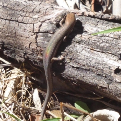 Lampropholis guichenoti (Common Garden Skink) at Hackett, ACT - 27 Mar 2018 by Christine