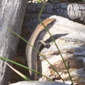 Lampropholis guichenoti at Hackett, ACT - 27 Mar 2018