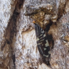 Porismus strigatus (Pied Lacewing) at Hackett, ACT - 27 Mar 2018 by Christine