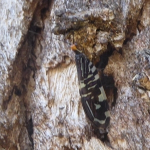 Porismus strigatus at Hackett, ACT - 27 Mar 2018 01:43 PM