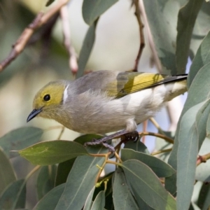 Ptilotula penicillata at Belconnen, ACT - 31 Mar 2018 11:44 AM