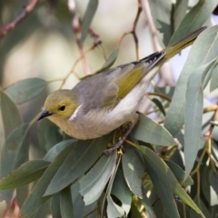 Ptilotula penicillata at Belconnen, ACT - 31 Mar 2018 11:44 AM