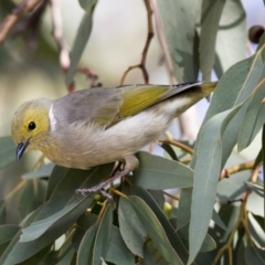 Ptilotula penicillata at Belconnen, ACT - 31 Mar 2018