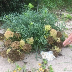 Crithmum maritimum at Guerilla Bay, NSW - 24 Mar 2018 02:48 PM