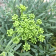 Crithmum maritimum at Guerilla Bay, NSW - 24 Mar 2018 02:48 PM