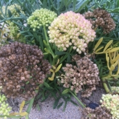 Crithmum maritimum at Guerilla Bay, NSW - 24 Mar 2018 02:48 PM