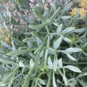 Crithmum maritimum at Guerilla Bay, NSW - 24 Mar 2018