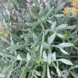 Crithmum maritimum at Guerilla Bay, NSW - 24 Mar 2018 02:48 PM