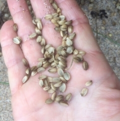 Crithmum maritimum at Guerilla Bay, NSW - 24 Mar 2018 02:48 PM