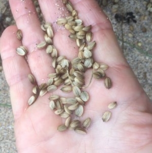 Crithmum maritimum at Guerilla Bay, NSW - 24 Mar 2018 02:48 PM