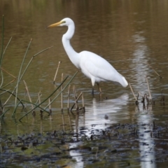 Ardea alba (Great Egret) at Lake Ginninderra - 31 Mar 2018 by Alison Milton