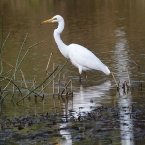 Ardea alba at Belconnen, ACT - 31 Mar 2018 11:01 AM