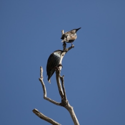 Sturnus vulgaris (Common Starling) at Belconnen, ACT - 31 Mar 2018 by AlisonMilton