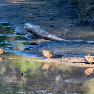 Anas castanea (Chestnut Teal) at Eden, NSW - 29 Mar 2018 by RossMannell