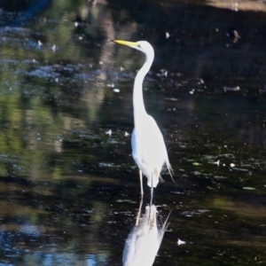 Ardea alba at Eden, NSW - 29 Mar 2018 09:12 AM