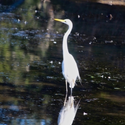 Ardea alba (Great Egret) at Eden, NSW - 29 Mar 2018 by RossMannell