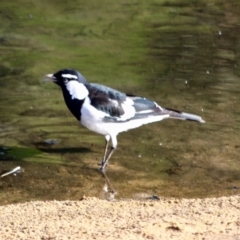 Grallina cyanoleuca (Magpie-lark) at Eden, NSW - 28 Mar 2018 by RossMannell