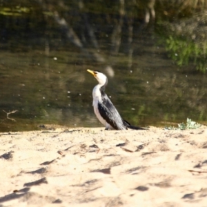 Microcarbo melanoleucos at Eden, NSW - 29 Mar 2018 09:10 AM