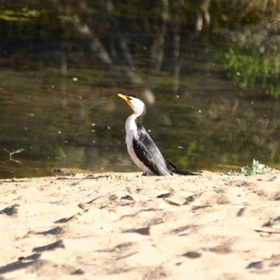 Microcarbo melanoleucos (Little Pied Cormorant) at Eden, NSW - 28 Mar 2018 by RossMannell