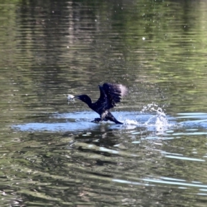 Phalacrocorax sulcirostris at Eden, NSW - 29 Mar 2018