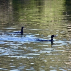 Phalacrocorax sulcirostris at Eden, NSW - 29 Mar 2018