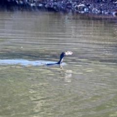 Phalacrocorax sulcirostris at Eden, NSW - 29 Mar 2018