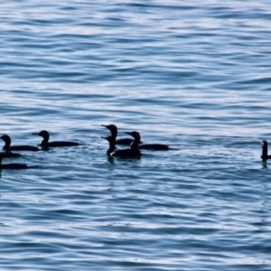 Phalacrocorax sulcirostris at Eden, NSW - 29 Mar 2018